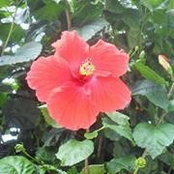 Susannah Chewning's photo