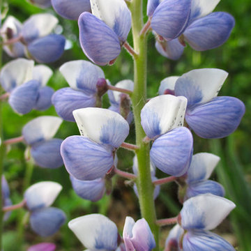 Wild Lupine