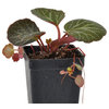 Saxifraga stolonifera - Strawberry Begonia