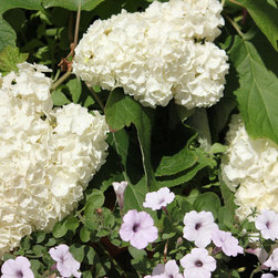 Gatsby's Moon&trade; Oakleaf Hydrangea - Plants