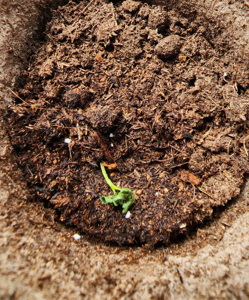 My morning sprouts glories are dying any tips?