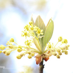 Soft Yellow - Artwork