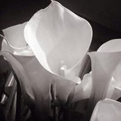 Cassandra Laurenti's photo
