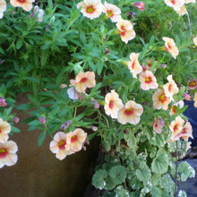 Planting Plan Inspiration