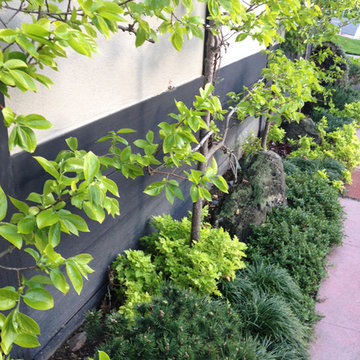 Vines & Shrubs