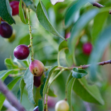 Catalina Cherry Hedge