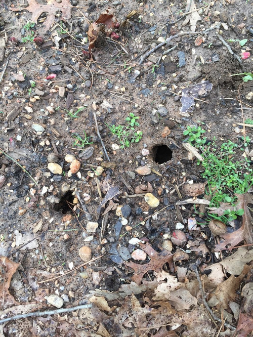 Advice for peony with chipmunk tunnels around it