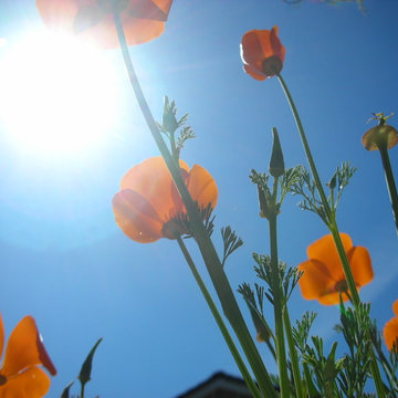 California Native Plants