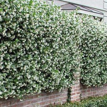 Landscaping fence on side