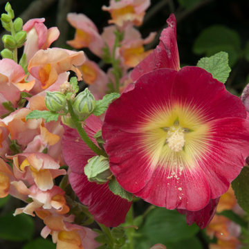 Shoreline Cottage Garden - Madison