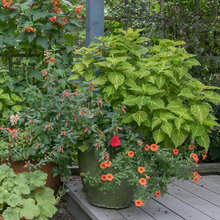 Pots