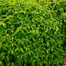 Plants