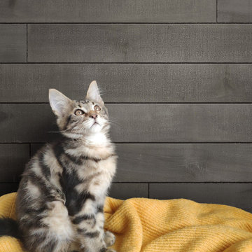 Weathered Wood Accent Boards - Cape Cod Gray
