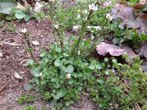 Early spring weed