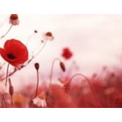 Mary Kelly's photo