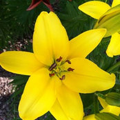 Darlene Jasper's photo
