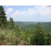 Debbie Bryant's photo