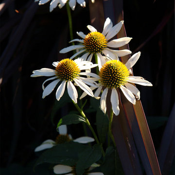Flora & Fauna