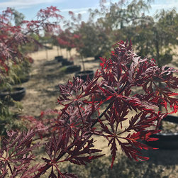 Current Featured Plants - Products