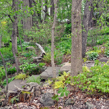 Woodland Ramble
