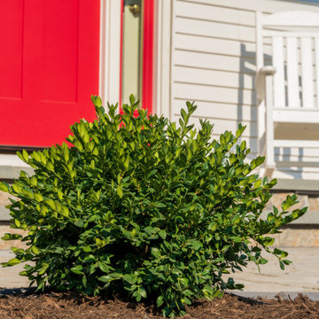 Front Yard Landscaping Design, Walkway and Lighting