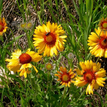 Gaillardia Aristata Flowers