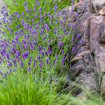 Mercer Island - Layered Planting Design