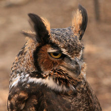 outdoors/animals