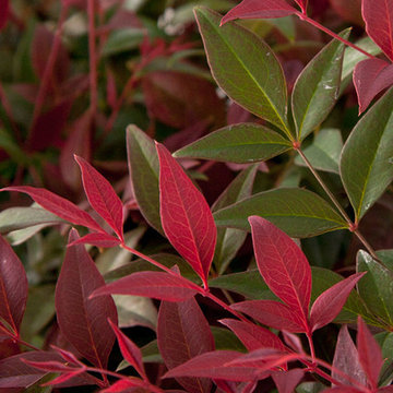 Flirt™ Nandina Nandina 'Murasaki' PP#21391