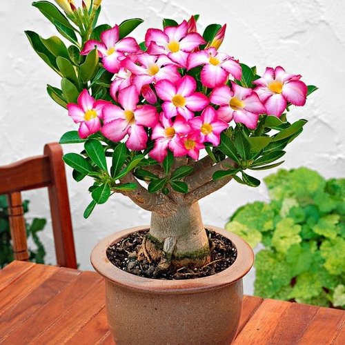 Desert Rose,one year bare Rooted baby plant Caudex Bonsai,USA free ship