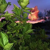 Joyce Onosko's photo
