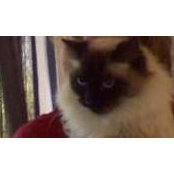 Vicky Lamoreaux's photo