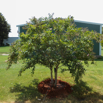 Muskogee Crape Myrtle
