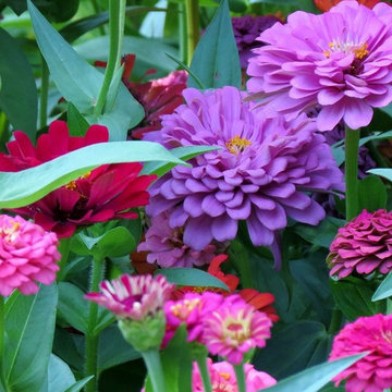 Miscellaneous Gardens and Various Things of Wonder