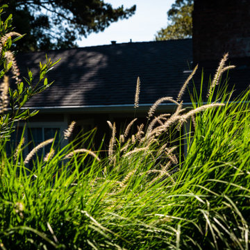 Grassy Meadow Oasis - Reduces Waste While Increasing Habitat
