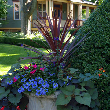Colorful Seasonal Flowers