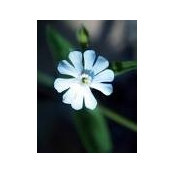 Cherie Watson's photo