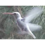 Janet Coryell's photo