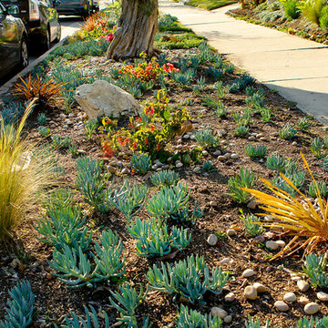 Drought Tolerant Garden Curb Garden