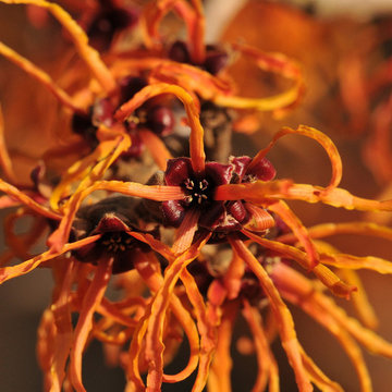 Great Design Plants