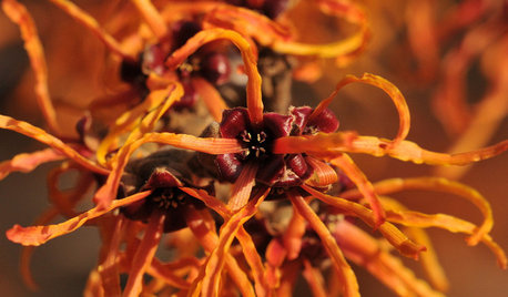 Arbuste du mois : L'hamamélis, élégant et enivrant