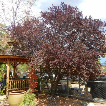 Southwestern Plants
