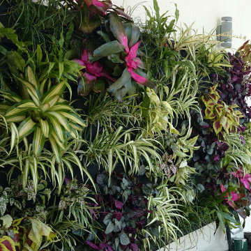 Jardin Vertical LP