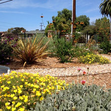 drought tolerant yards
