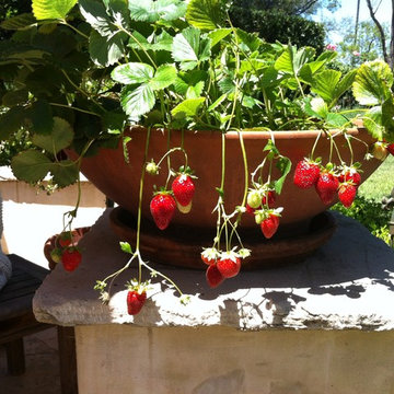 Organic gardens