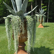 Outdoor Planter Ideas