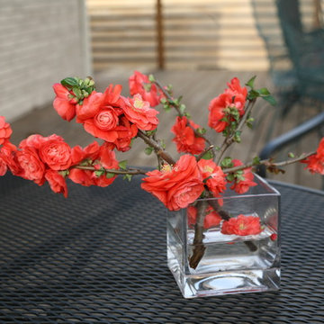 Double Take™ 'Orange Storm' Quince
