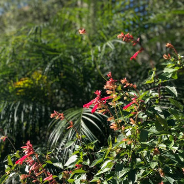 Modern & Drought Tolerant Landscape in Banker's Hill