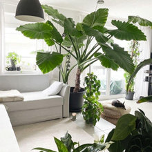Houseplants , placements ideas