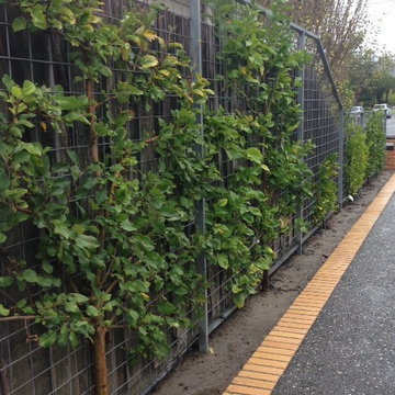 Espalier Fruit Trees